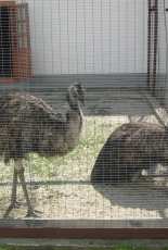 The Svyatogorsk Lavra - ostrich