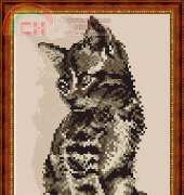 Megat 871 - Kitten