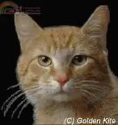 Golden Kite 117 - Yellow Cat