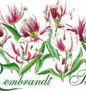 Thea Gouverneur 447 Rembrandt Tulips pcs