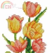 Tulips in pot
