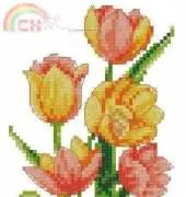 Tulips in pot