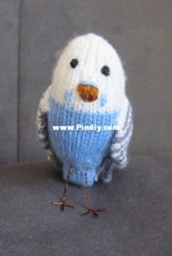 Budgerigar