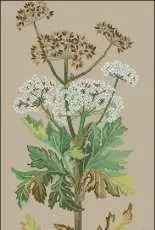 Eva Rosenstand 12-672 - Cow Parsnip