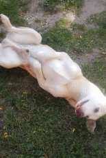 My old boy