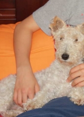 Lua, mi foxterrier