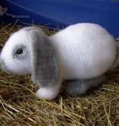 Pats funny Pets - Patricia Höcherl - Hoppel the dwarf ram Bunny - Zwergwidder/Kaninchen Hoppel - German