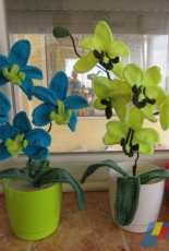 Orchids