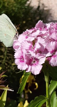 Flowers from my garden 5
