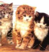 Laura Stitch  - ANIM 020 - Kittens