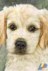 Better Cross Stitch - Golden Retriever - Free