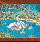 Megat 242 Swans