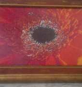 Gerbera