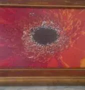 Gerbera