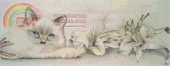 Lily the Birman