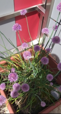Blooming Chives