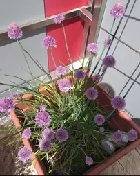 Blooming Chives