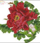 Cross Stitch H496 Red Peony