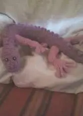 Gecko