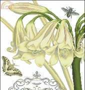 KEC NV-030 Lily Jardin Botanique I