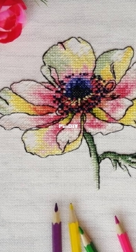 Anemone