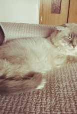 Lazy sunday