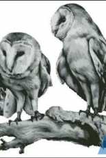 HAED HAEKAP 293 Barn Owls by Kate Powell (No Background)