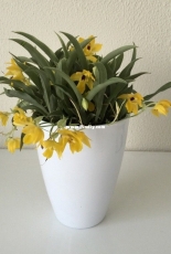 Orchids are my second hobby: Promenaea Sunlight