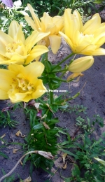 Yellow lilies