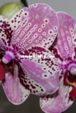 Orchids are my second hobby: Phal. Fronterra