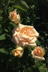 Flowers in the country