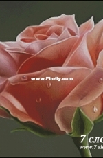 7 Elephants (7 слоников) 002 - Pink Rose