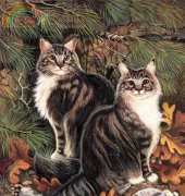 HAEDLTJ 2106 Maine Coons