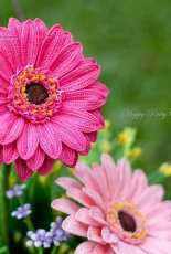 Happy patty crochet- Gerbera daisy