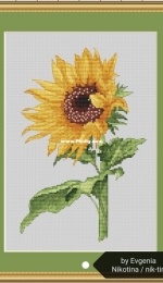 Sunflower by Evgenia Nikotina / nik-tin