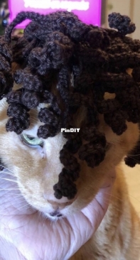 Cat with wig