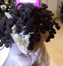 Cat with wig