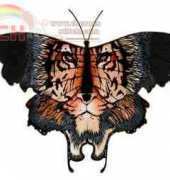 HAE-LAW18 Tigris