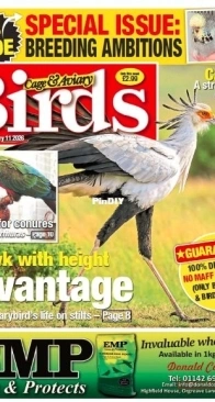 Cage and Aviary Birds - February 11, 2026