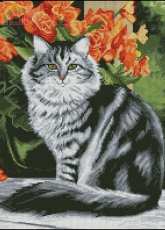 Cat From Nastunya 56