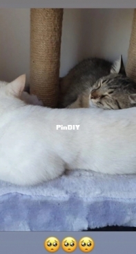 Cute sleeping