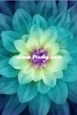 HAED -Peacock Daisy by Michele Sayetta - Free