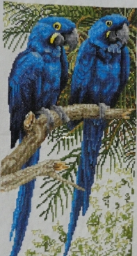 Hyacinth Macaws by Jayne Netley Mayhew from Cross Stitch Gold 63