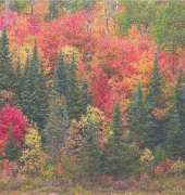 Classic Cross Stitch Fall Algonquin Park 400SCB08