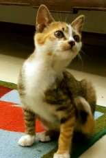 my first cat …maomao
