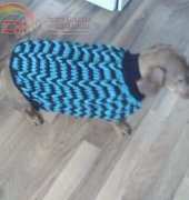 Blue Dog sweater