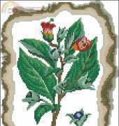 Zolotoe Runo KK-004 Belladonna