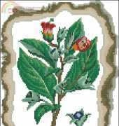 Zolotoe Runo KK-004 Belladonna