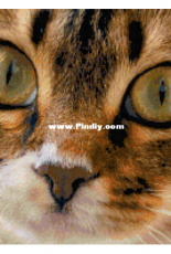 Better Cross Stitch - Kitten - Free