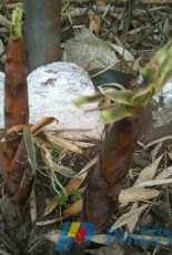 picked bamboo shoots